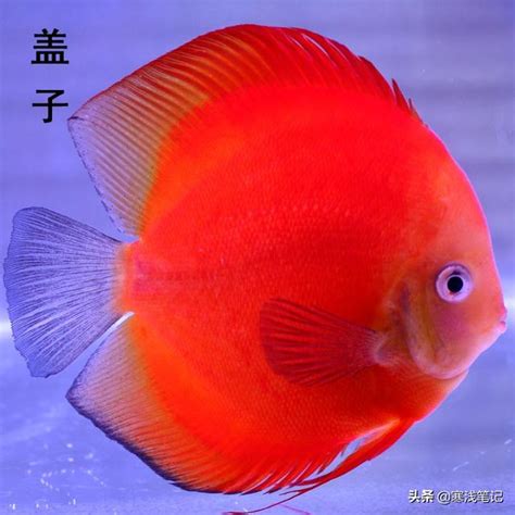 魚躍七彩神仙魚|七彩神仙魚好養嗎？七彩神仙魚價格、品種、壽命&入。